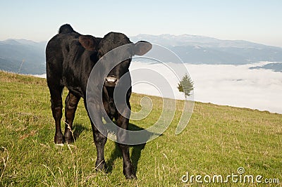 Cow calf grazing Stock Photo