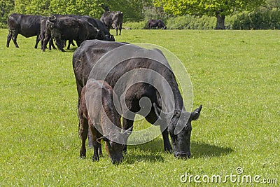 Cow and Calf grazing Stock Photo