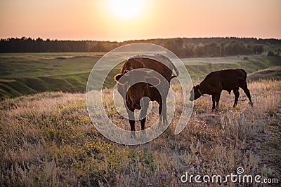 A cow and a calf grazing in a meadow Stock Photo