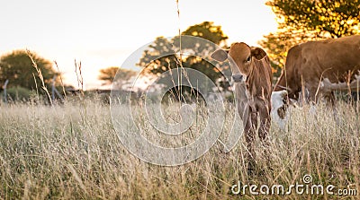 Cow Calf Grazing Stock Photo