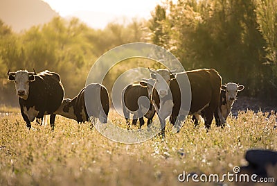 Cow & Calf Herd - Free Roaming by Salt River, Arizona Stock Photo