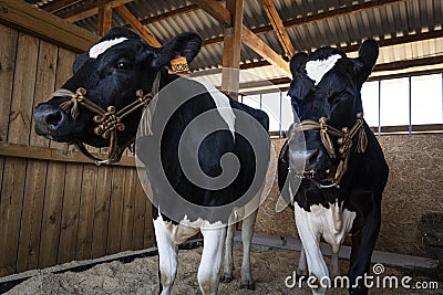 Cattle breeding. A cow and calf are standing in a cage. Bulls in a cattle pen. Stock Photo