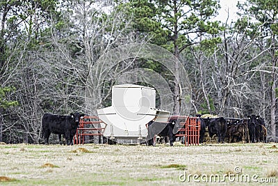 Cow and calf standing in front of creep feeder Stock Photo