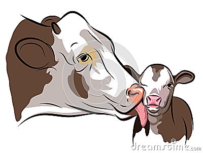 Cow and a Calf Stock Photo