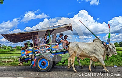 Cow cart. is a traditional means of land transportation in Indonesia. This picture was taken in Klaten, Central Java. Editorial Stock Photo