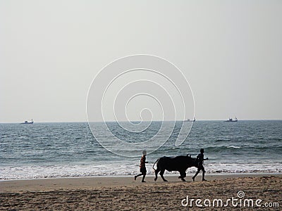 cow as a sacred animal in India Stock Photo