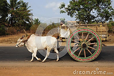 cow as a sacred animal in India Editorial Stock Photo