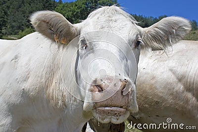 Cow,cattle, livestock. Stock Photo