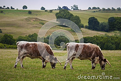 Cow Cloning Stock Photo