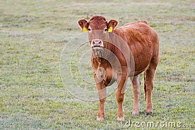 Cow close up - Limousin breed Stock Photo