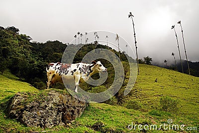 Cow in Cocora valley, Cordiliera Central, Salento, Colombia Stock Photo
