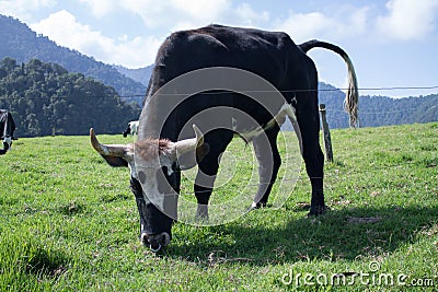 Cow on Colombian mountains Stock Photo