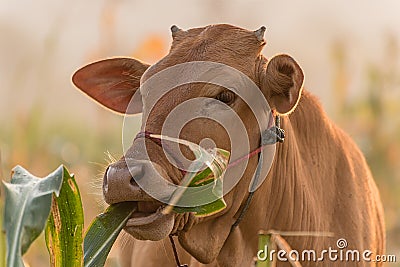 Cow Stock Photo