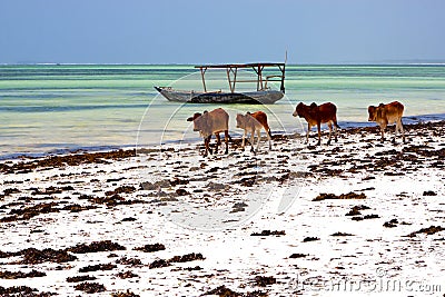 Cow costline boat pirague in the blue lagoon relax africa Stock Photo