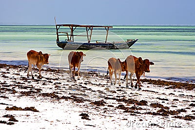 Cow costline boat pirague in the blue lagoon relax of zanzibar Stock Photo