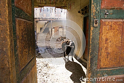 Cow in Courtyard Stock Photo
