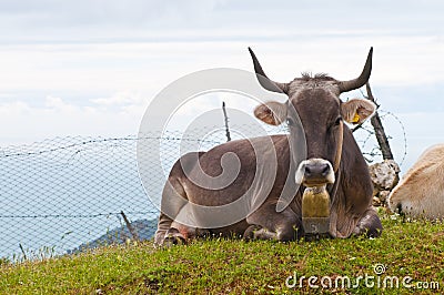 Cow with cow bell Stock Photo