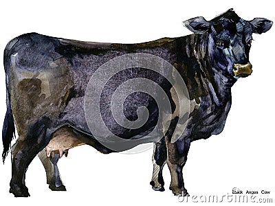 Cow. Cow watercolor illustration. Milking Cow Breed. Black Angus Cow Breed Cartoon Illustration