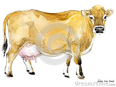 Cow. Cow watercolor illustration. Milking Cow Breed. Jersey Cow breed Cartoon Illustration