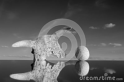 Cow cranium and stone concept on mirror Stock Photo