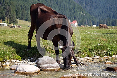 Cow drinking Stock Photo