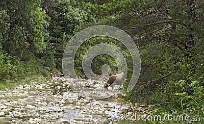 A cow drinking in a cobbled river Stock Photo