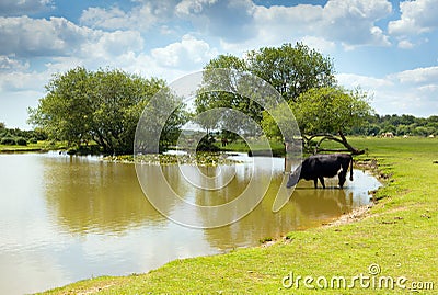 Cow drinking at a lake New Forest Hampshire England UK on a summer day Stock Photo