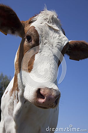 Cow Stock Photo