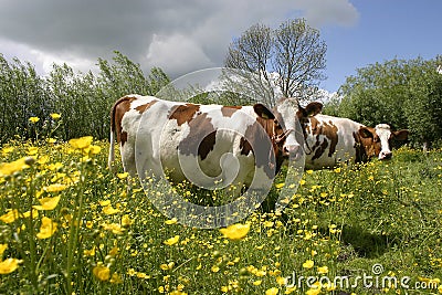 Cow in dutch landscape 1 Stock Photo