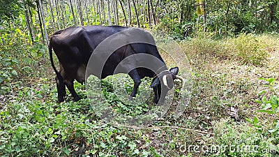 Cow eat grass in outdoor Stock Photo