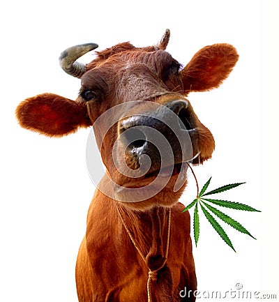 Cow eating Stock Photo