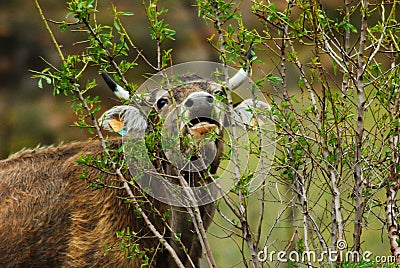 Cow looking for fresh food Stock Photo