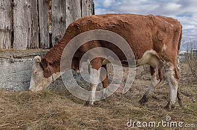 Cow eating Stock Photo