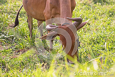 Cow eating fresh grass in grass field in morning. organic cattle Stock Photo