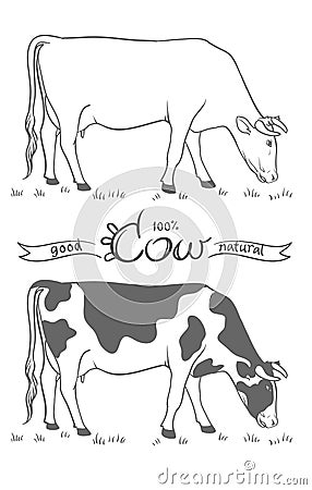 Cow. Cow eating grass. Cow isolated, set of vector elements Vector Illustration