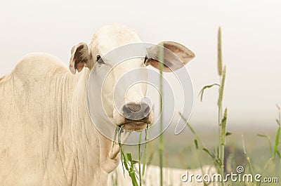 Cow eating grass Stock Photo