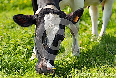 Cow Eating Green Grass on a Meadow Stock Photo