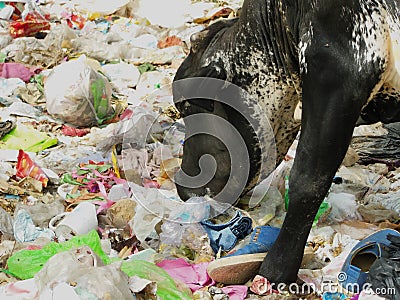 Cow eating polythene plastic bag trash environment pollution health hazard issue at garbage dump Stock Photo
