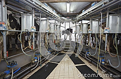 Cow farm agriculture milk automatic milking system Stock Photo