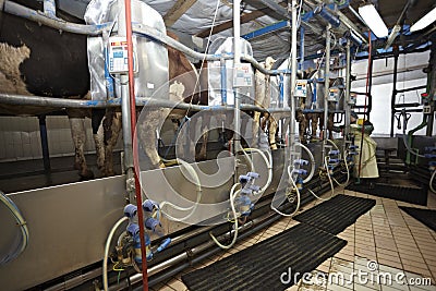Cow farm agriculture milk automatic milking system Stock Photo