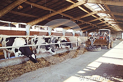 Cow farm concept of agriculture, agriculture and livestock - a herd of cows who use hay in a barn on a dairy farm, the technique c Stock Photo