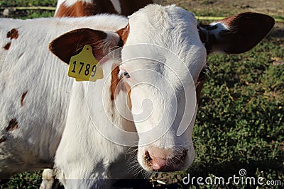 A cow on a farm with a number looks at the camera and is sad because it will soon be eaten Stock Photo