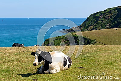 Cow in a field Cornish coast Cornwall England UK Stock Photo
