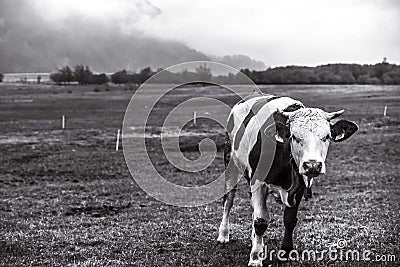  black and white image of a grazing calf Stock Photo