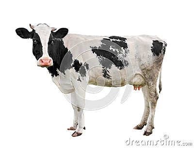 Cow full length isolated on white. Funny cute cow isolated on white. Young cow, standing full-length in front of white background Stock Photo