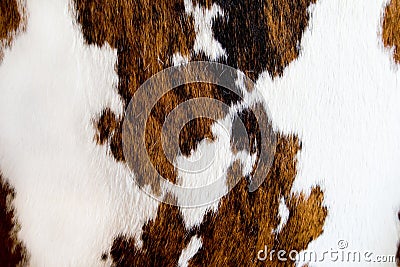 Cow fur texture Stock Photo