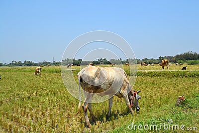 Cow and goad eating grace Stock Photo