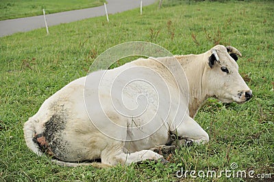 Cow on grass, ardennes Stock Photo