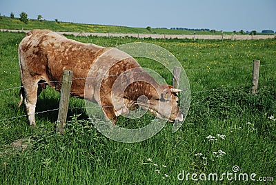 Cow grass greener elsewhere Stock Photo
