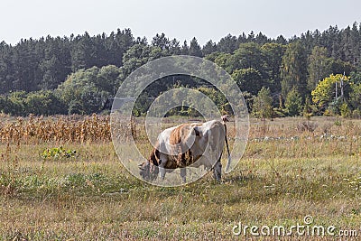A cow grazes in the meadow Stock Photo